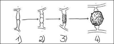 Complétez le schéma en faisant correspondre les mots aux bonnes lettres.