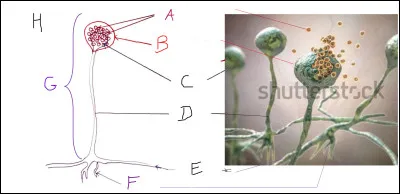 Mode de reproduction asexuée des rhizopus : complétez le schéma.