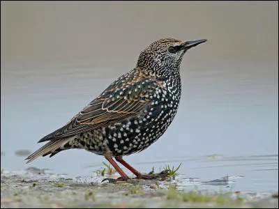 C'est de la ... de ... !