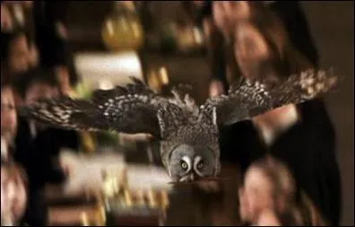 Comment s'appelle la chouette des parents de Ron ?