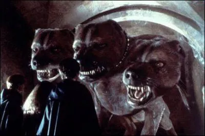 Comment s'appelle le chien  trois ttes d'Hagrid qui gardait la pierre philosophale ?