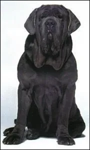 Comment s'appelle le chien d'Hagrid ?