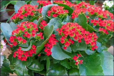 Quelle est cette plante tropicale herbac&eacute;e succulente en K aux fleurs dispos&eacute;es en cymes ?