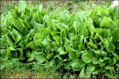 Quelle est cette plante potag&egrave;re en O aux feuilles tendres comestibles, utilis&eacute;es en cuisine, mais dont toutes les parties sont employ&eacute;es dans diverses pr&eacute;parations m&eacute;dicinales ?