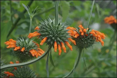 Quelle est cette plante en Q spectaculaire qui arbore une floraison originale orang&eacute;e et tubulaire en forme de queue ?
