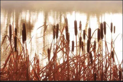 Quelle est cette plante rhizomateuse en R du bord des eaux &agrave; souche rampante et aux fines fleurs velout&eacute;es d&eacute;coratives ?