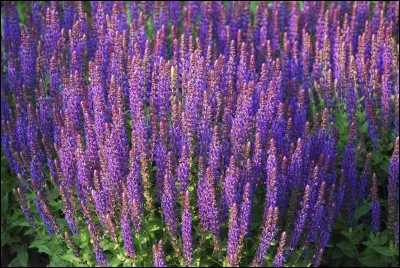 Quelle est cette plante en S aux fleurs violettes en forme de casques qui s'utilise en cuisine mais surtout en pharmacop&eacute;e ?