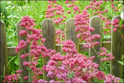 Quelle est cette plante herbac&eacute;e vivace en V c&eacute;l&egrave;bre pour ses nombreuses propri&eacute;t&eacute;s m&eacute;dicales et pharmacologiques, surnomm&eacute;e la "gu&eacute;rit-tout" ?