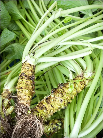 Quelle est cette plante &agrave; fleurs en W dont la tige est utilis&eacute;e comme condiment dans la cuisine japonaise ?