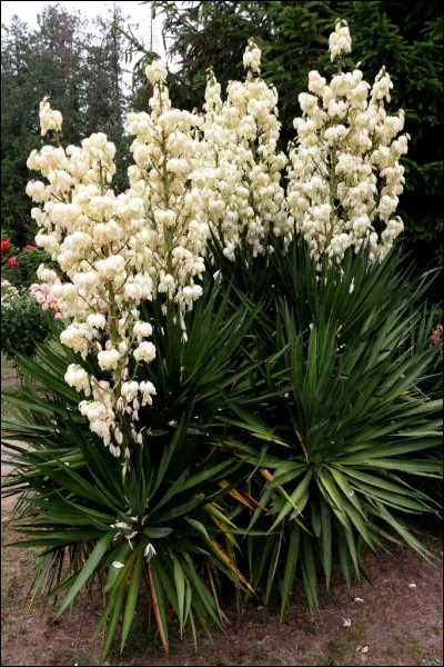 Quelle est cette plante arbustive en Y aux feuilles en forme d'&eacute;p&eacute;e et aux fleurs en grappe blanche ?