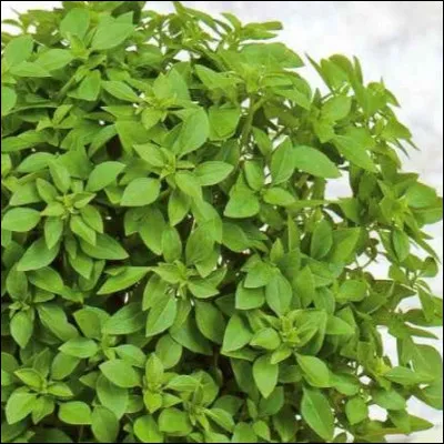 Quelle est cette plante herbac&eacute;e en B &agrave; usage aromatique et pharmaceutique ?