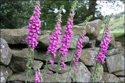 Quelle est cette plante herbac&eacute;e D aux fleurs en forme de doigts dont en extrait une solution pour combattre les maladies du coeur ?