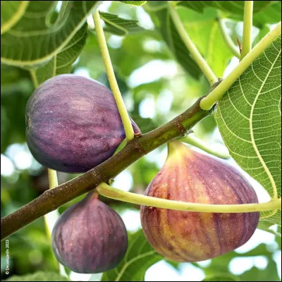 Quelle est cette plante tropicale en F qui produit des figues ?