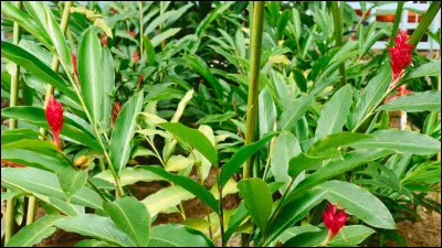 Quelle est cette plante en G originaire d'Inde dont on utilise le rhizome en cuisine et en m&eacute;decine traditionnelle ?