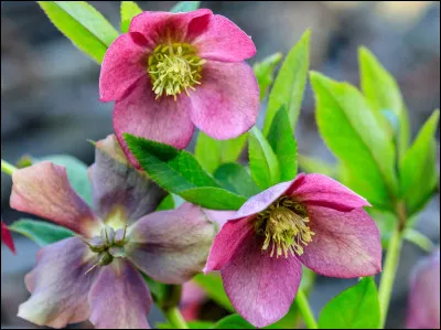 Quelle est cette plante Herbac&eacute;e en H, tr&egrave;s v&eacute;n&eacute;neuse, cultiv&eacute;e &agrave; des fins horticoles et m&eacute;dicinales ?