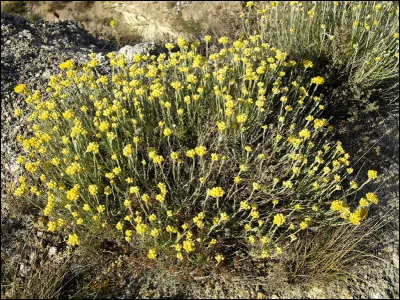 Quelle est cette plante en I aux fleurs jaunes &agrave; forte fragrance, utilis&eacute;e pour l'extraction d'huile essentielle ?