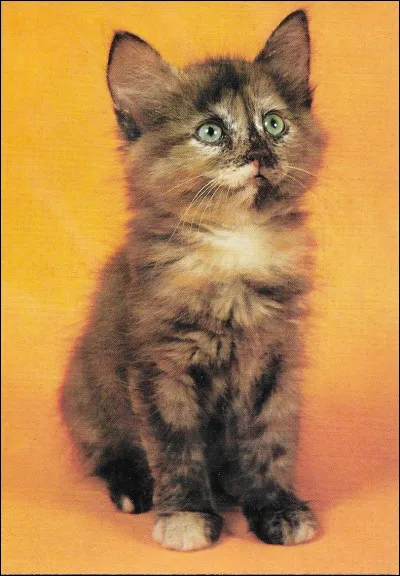 Qui trouves-tu le plus mignon ?