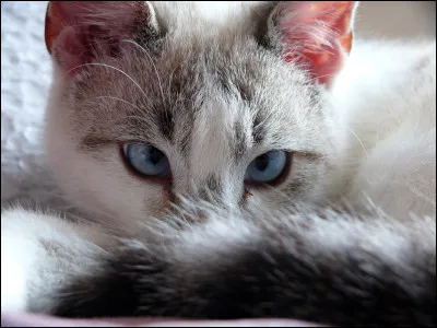 Qui est la mère de Caramel ?