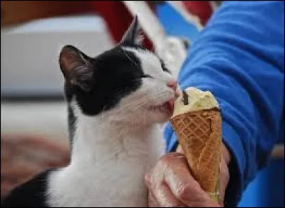 Pourquoi Plume Filante a-t-il été malade ?