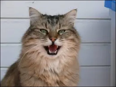 Comment a-t-il guéri ?