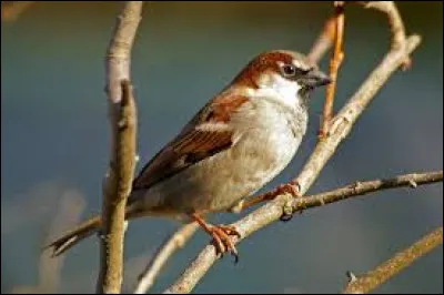 Comment Plume Filante veut-il tuer Moineau ?