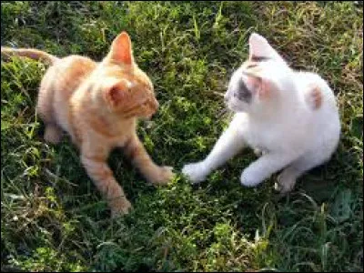 Quand Plume Filante revient dans le Clan du Vent, de quoi sauve-t-il Petit Roitelet et Petite Mouche ?