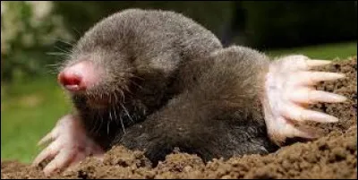 Comment Griffe de Taupe meurt-il ?