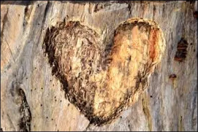 Quand Étoile Filante reçoit ses 9 vies, qui lui donne la vie de l'amour ?