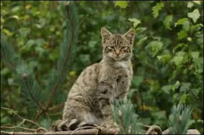 Qui est son mentor ?