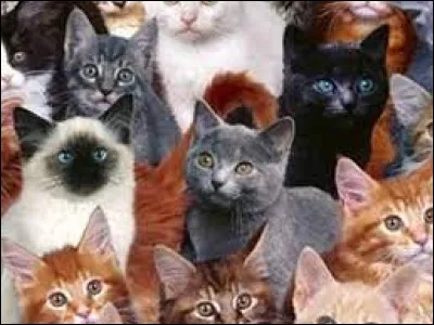 Qui sont les visiteurs qui viennent dans le Clan du Vent à chaque saison des feuilles vertes ?