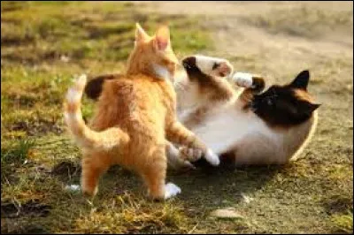 Qui a attaqué le Clan du Vent ?