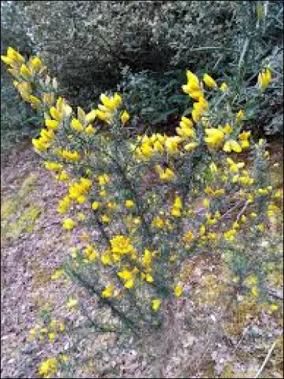 Comment Ajonc des Sables est-il mort ?