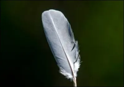 Pourquoi Plume Filante a-t-il quitté son Clan ?