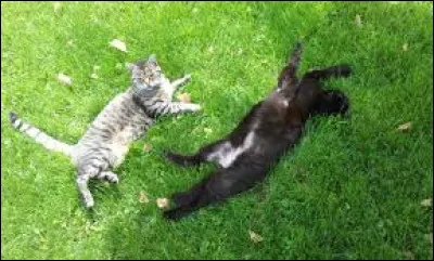 Comment Plume Filante a-t-il rencontré Caramel ?