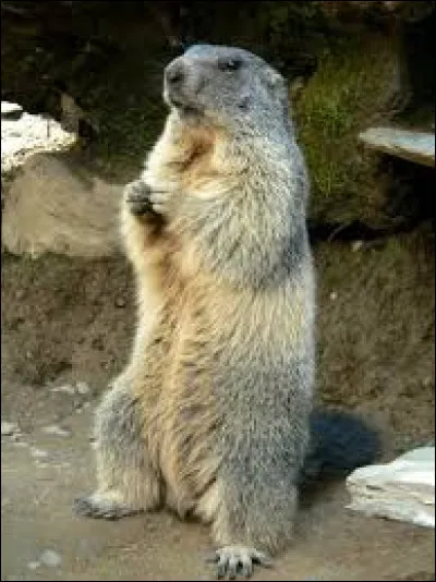 Comment orthographie-t-on le nom de cet animal ?