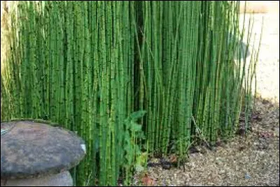 Comment orthographie-t-on le nom de cette plante ?