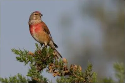 Cet oiseau est une ...