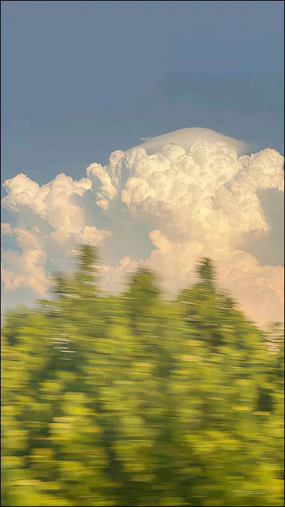 Quel animal aimes-tu ?