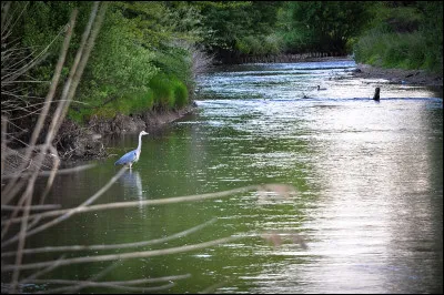 Quelle c&eacute;r&eacute;ale est la paumole ?