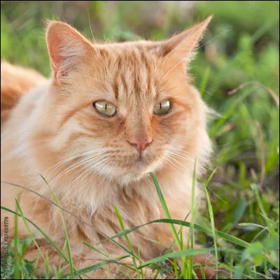 Qui a été le compagnon de Plume Blanche ?