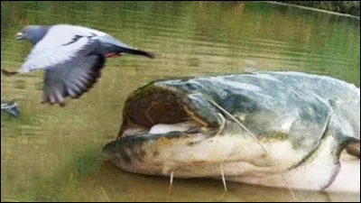 Quel est ce poisson ?