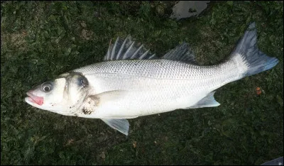 Quel est ce poisson ?