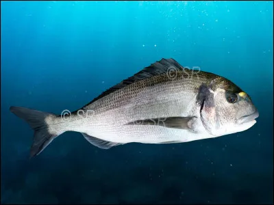 Quel est ce poisson ?