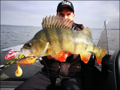 Quel est ce poisson ?