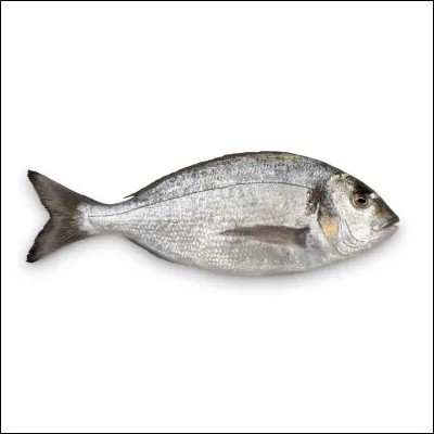 Ce poisson est une dorade royale.