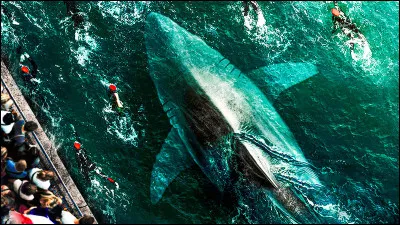 Et enfin, cette image vient du film :