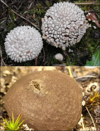 C'est un champignon blanchâtre et presque sphérique. Le basidiome a de gros aiguillons larges à la base et convergeant au sommet. Ces aiguillons se détachent par plaques à maturité, parfois un ou deux à la fois. Les spores sont contenues dans l'appareil fructifère. Il pousse dans des environnements ouverts, souvent sablonneux ou herbeux. C'est le seul de son genre à ne pas être comestible.