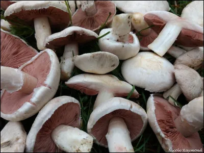 Chapeau de 2 à 15 cm de diamètre, blanchâtre, lisse ou légèrement squamuleux. Les squamules sont grisâtres-brunâtres. Ses lames sont rose bonbon lorsqu'il est jeune. L'anneau sur le pied est simple, blanchâtre, à rebords irréguliers et lacérés, non denté. Sa chair prend une légère teinte rosée lorsqu'on la coupe.