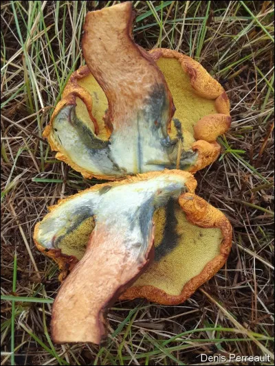 Ce bolet se développe sur ou près des souches de conifères dans des milieux ouverts, principalement de pins, ou sur Phaeolus schweinitzii, dont il est un parasite. Son chapeau est tomenteux et squamuleux, de couleur brun-jaunâtre à orangé, avec une cuticule épaisse. Sa face poroïde est jaune et devient bleue lorsqu'elle est froissée. Sa chair devient un peu bleue aussi à la coupe.