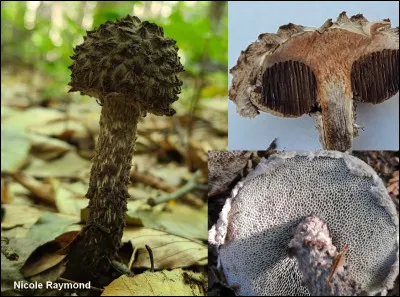 À mon avis, c'est le bolet le plus facile à identifier. Son chapeau est couvert de grandes écailles laineuses noirâtres sur un fond blanchâtre, et ses bords sont souvent frangés de restes de voile cotonneux. La face poroïde est blanchâtre à grisâtre, devenant progressivement brunâtre à maturité, rougissant puis noircissant lorsqu'on la touche. Sa chair rougit avant de noircir à la coupe.